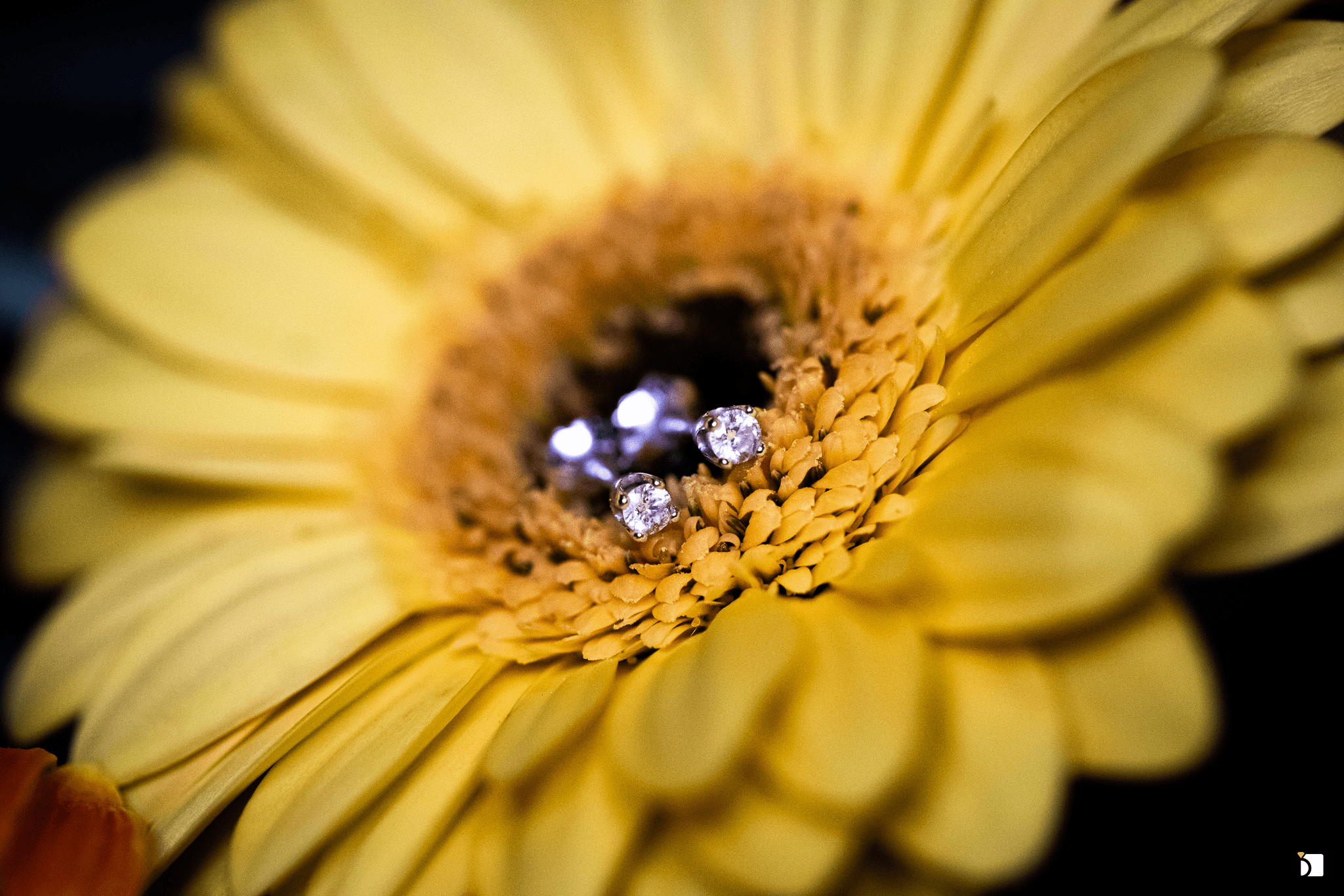 Image Showing Cleaned and Polished Earrings Studs on a Flower