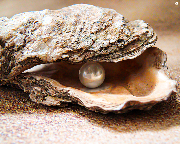 Image Showcasing Single Natural Pearl in Oyster