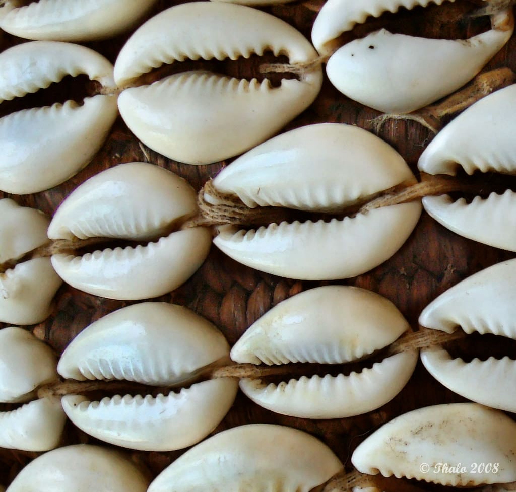 Photo of Cowrie Shells