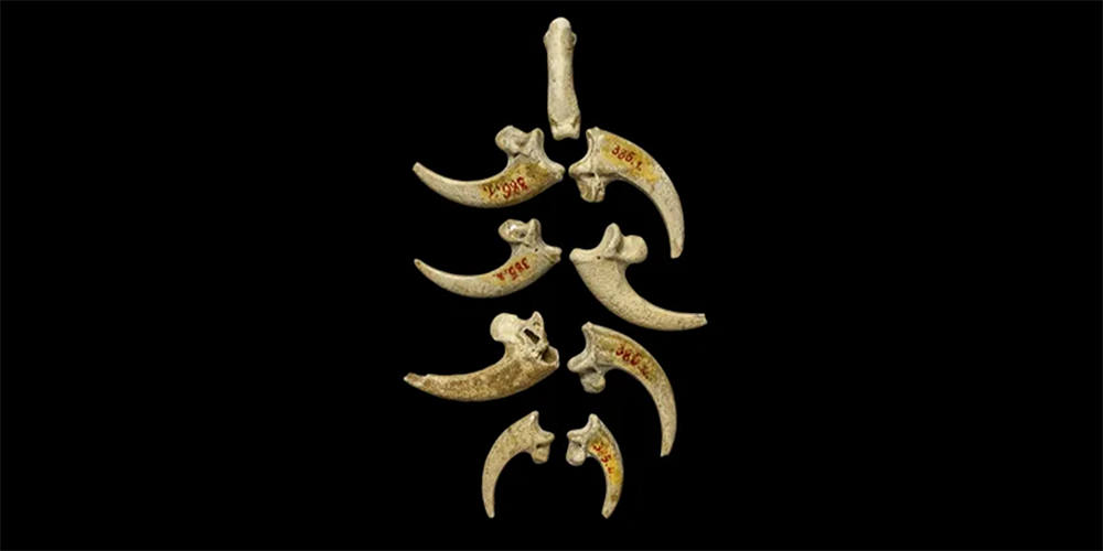 Croatian Neanderthal Jewelry 135000 Years Old Beyond Antique Featured Image