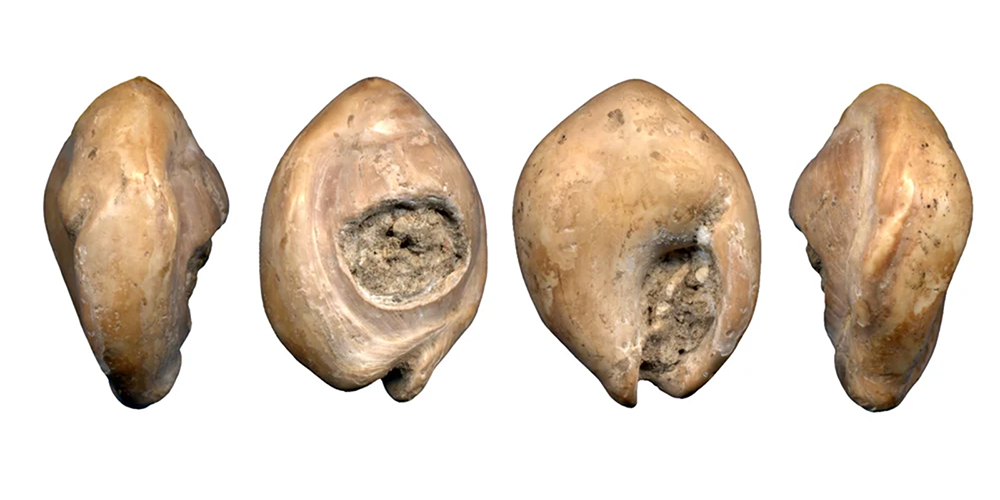 Nassarius Shell Beads 100000 75000 Years Old Beyond Antique Featured Image